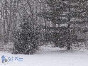 Winter Falling Flakes