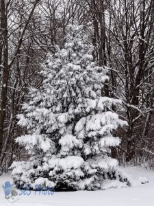 Winter White