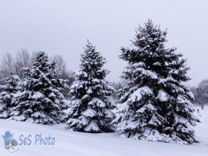 More Winter White