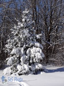 Weary Winter White