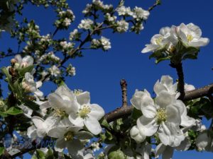 Springtime White Blossoms