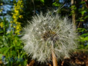 Dandelion White