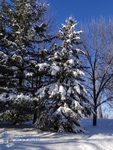 Snow Hanging On