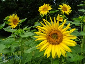 Waiting for More Sunflowers