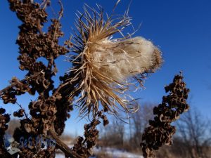 Old Bull Thistle Head