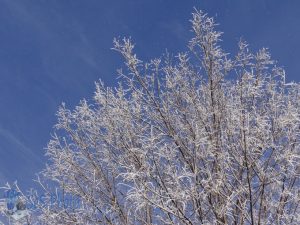 Frosty Limbs