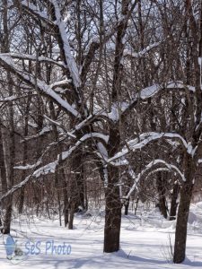 Snow White Trees