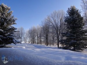 Morning New Snow