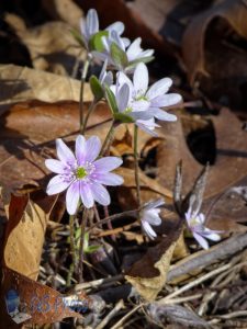 Hepaticas Not Found Yet