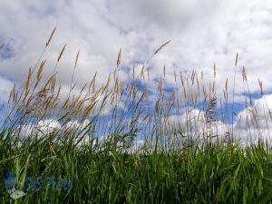 White and Green