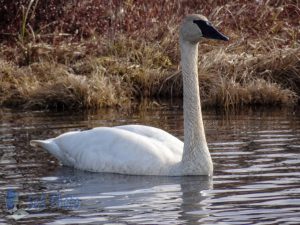 Springtime Swan