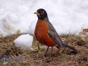 Robins Return