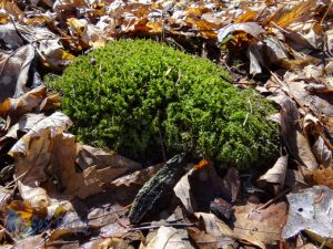 Green Moss