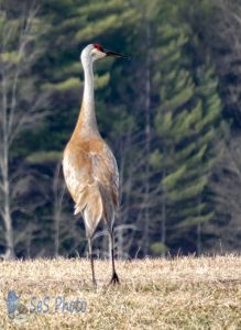 Sandhill Crane