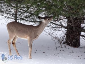 Pine Snack