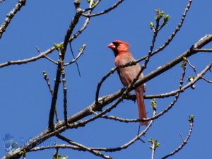 Cardinal Singing