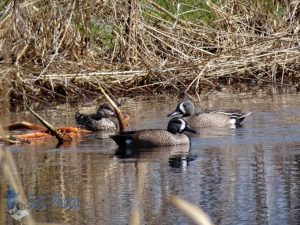 Too Early for Ducks