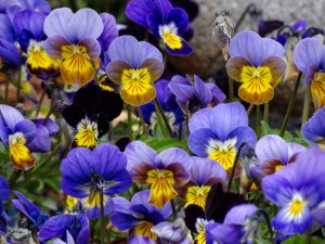 Smiling Flowers