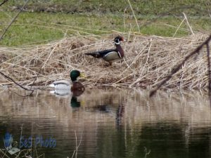 Return of the Ducks