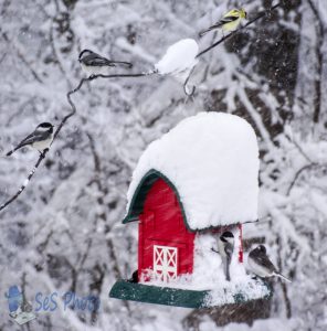 Snow Covered Feeder