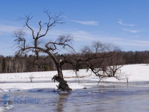 Old Willow Tree