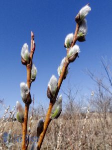 Furry Pussy Willow