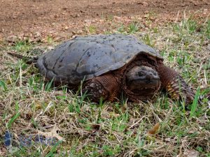 Slow Moving Turtle