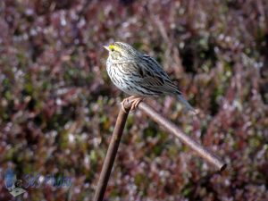 Savannah Sparrow