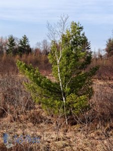 Trees Together