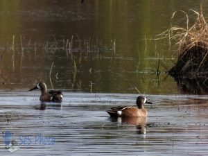 Male Blue-winged Teals