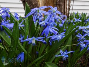 Showers on Siberian Squills