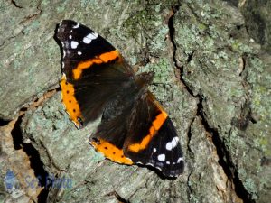 Return of the Red Admirals