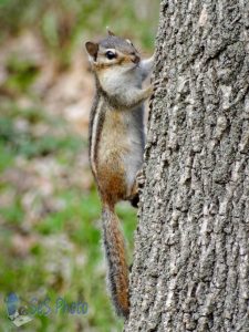 Troublesome Chipmunk