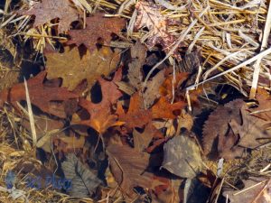 Autumn Underwater