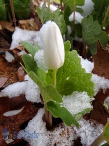 Bloodroot Bud