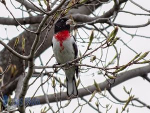 Returning Rose-breasted Grosbeak