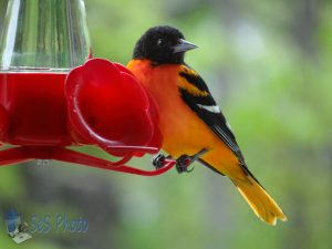 Baltimore Oriole Back