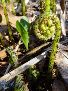 Fiddlehead