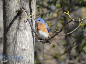 Sunny Bluebird