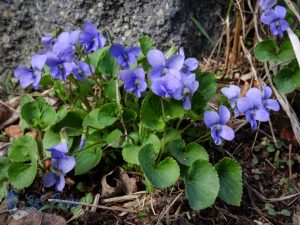 Violets for Mom