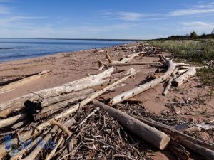 Superior Driftwood