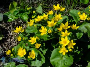 Yellow in Marshes