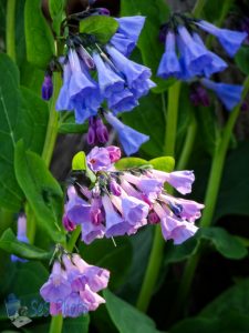 Colors of Virginia Bluebells