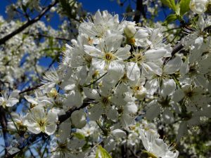 Wild Plum Blossoms