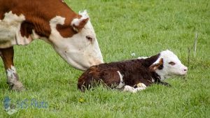 Newborn Calf