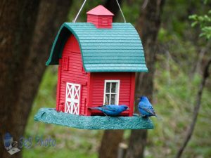 Male Indigo Buntings