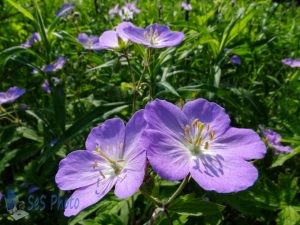 Wild Geraniums