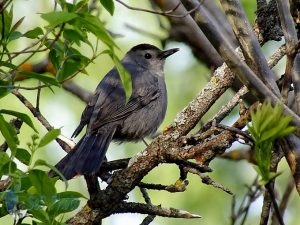 Noisy Gray Catbird