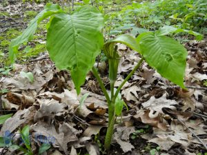 No Jack in the Pulpit