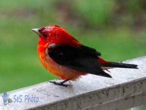 Soggy Scarlet Tanager